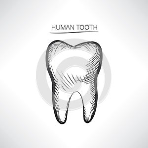 Tooth isolated. Tooth hand drawn sketch icon.