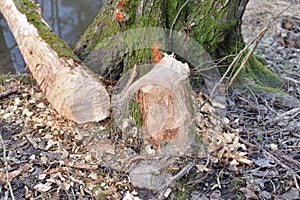 Tooth Marks by Beaver