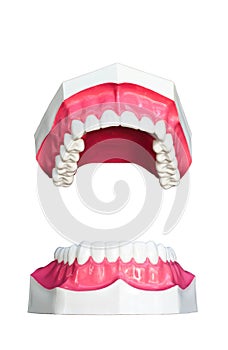 Tooth model.