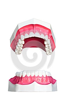 Tooth model. photo