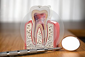 Tooth model cross section with dental mirror tool on wooden table. Close up. Dental treatment and hygiene concept