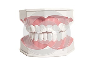 Teeth model isolated on white background photo