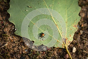 Tooth nosed snout weevel beetle sitting on liden leaf turned upside down photo