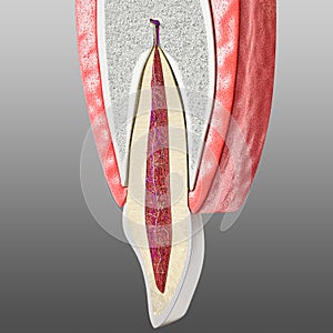 Tooth and periodontium anatomical structure. Sectional human central incisor showing the structures of the tooth ans periodontium