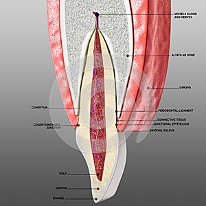 Tooth and periodontium anatomical structure. Sectional human central incisor showing the structures of the tooth ans periodontium