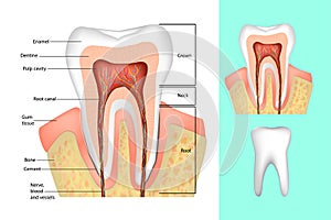 Tooth structure.