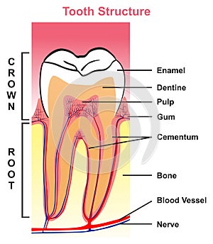 Tooth structure anatomy with all parts of crown and root photo