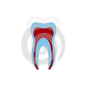 Tooth structure Anatomy with all parts including enamel dentin pulp cavity root canal blood supply for medical science education photo
