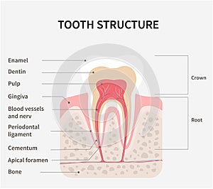 The tooth structure card or poster