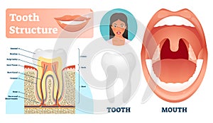 Tooth structure vector illustration. Labeled medical healthy teeth scheme. photo