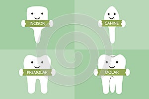 Tooth type - incisor, canine, premolar, molar