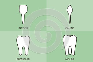 Tooth type - incisor, canine, premolar, molar, dental cartoon vector