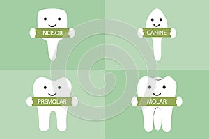 Tooth type - incisor, canine, premolar, molar photo