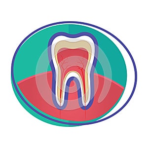 tooth. Vector illustration decorative design