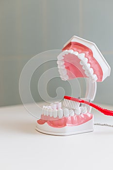 Toothbrush brushing model teeth.jaw samples tooth model in dental office professional dental clinic.Dental Health