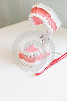 Toothbrush brushing model teeth.jaw samples tooth model in dental office professional dental clinic.Dental Health Concepts. Copy