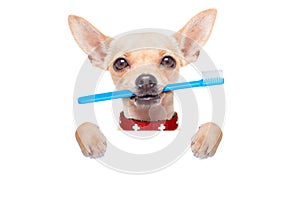 Toothbrush dog