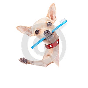 Toothbrush dog