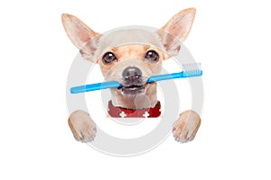 Toothbrush dog photo