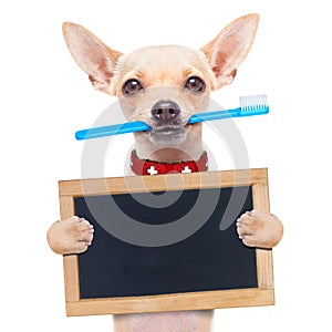 Toothbrush dog photo