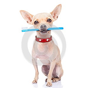 Toothbrush dog photo