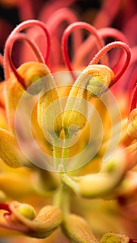 Toothbrush Plant Flower Macro