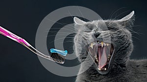 Toothbrush with toothpaste for brushing teeth with a gray cat. feline veterinary and health care