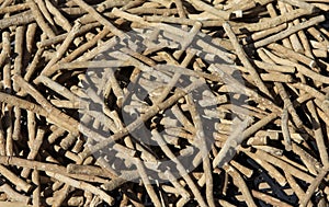 Toothbrush tree: Misvak