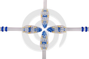 Toothbrushes. White background.