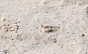 A Toothed Dune Grasshopper Trimerotropis agrestis Perched on Sandy Soil