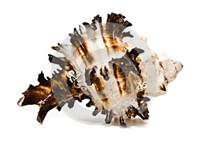 Toothed marine cockleshell