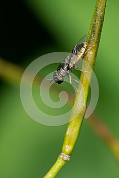 Toothed Soldier Fly - Genus Odontomyia