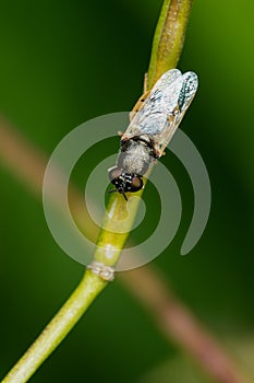 Toothed Soldier Fly - Genus Odontomyia