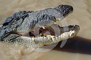 Toothless crocodile