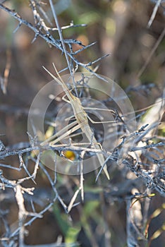 Toothpick grasshopper