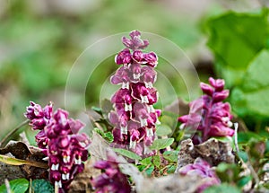 Toothwort flowers in the forest