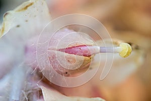 Toothwort Lathraea squamaria detail of flower