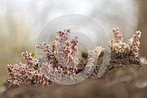 Toothwort (Lathraea squamaria) parasitic plant