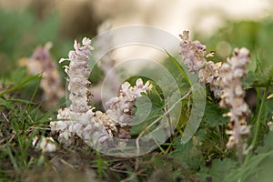 Toothwort Lathraea squamaria plant in flower