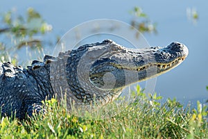 Toothy Alligator