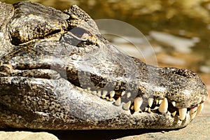 Toothy crocodile