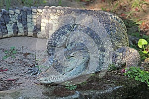 Toothy crocodile