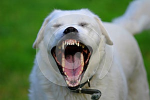 Toothy Dog