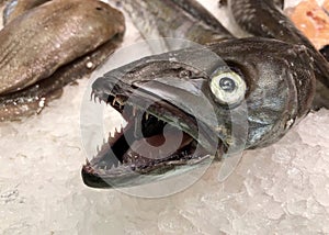 Toothy Fish on Crushed Ice in Market