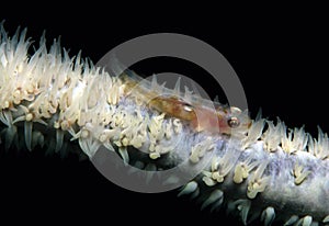 Toothy Goby on Whip Coral