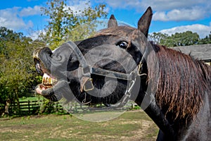 Zubatý kôň zobrazené jeho špinavý zuby 