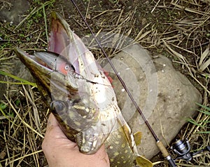 toothy predator river pike