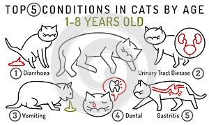 Top 5 conditions in cats by age. 1-8 years old cat.