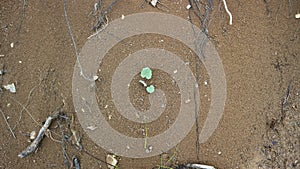 Top above view green plant growing on soil with roots background