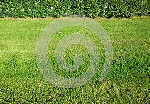 Top aligned summer bushes in park landscape backdrop